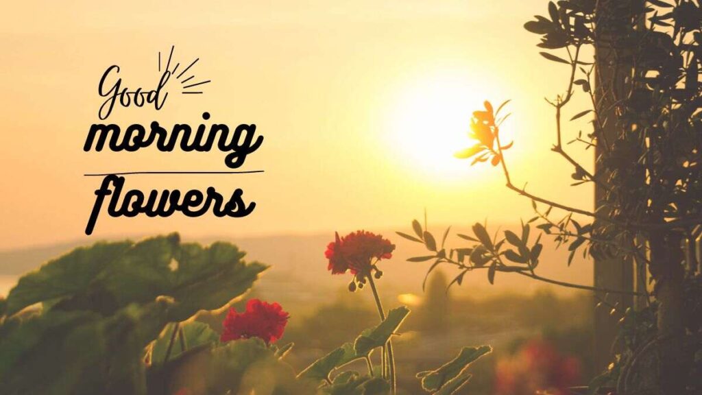 good morning flowers