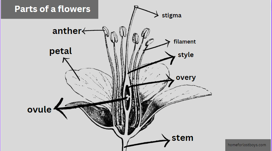 longitudinal section of ovary of pride of barbados