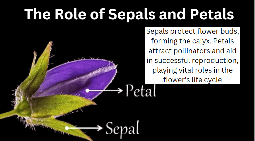 role of sepals and petals